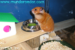 Hamster Sirio