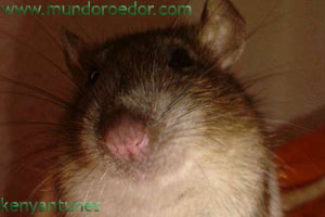Rata